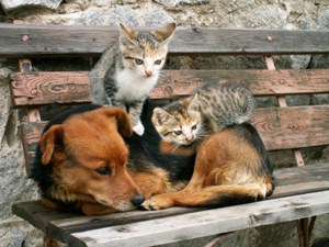 Pet Care Resources Photo