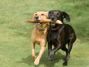 Pet Health Photo