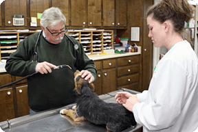 Veterinary Services Photo
