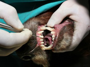 Pet Dental Care -