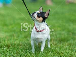 Pet Loss Support - 