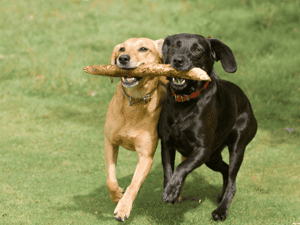 Pet Wellness Care -