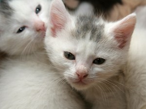 Puppy and Kitten Care -