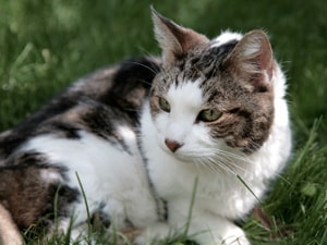 Senior Pet Care -