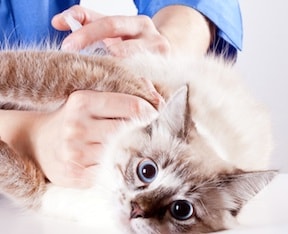 Veterinary Services -