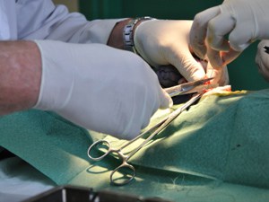 Veterinary Surgery -