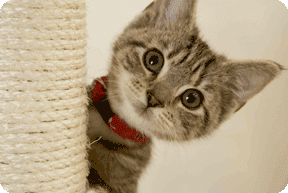 Westside Animal Hospital Welcome to ePet Health!